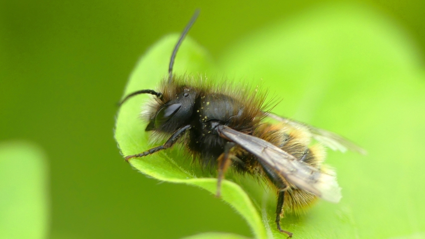 Gehoornde metselbij op groen blad