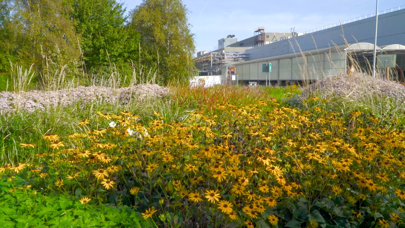 Groene bermen met bloemen op het terrein van de Heineken brouwerij