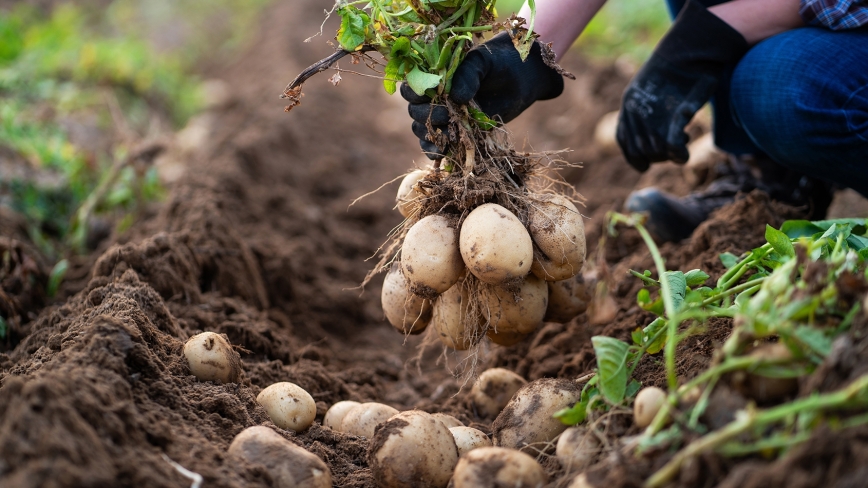 Teler met aardappelen op veld