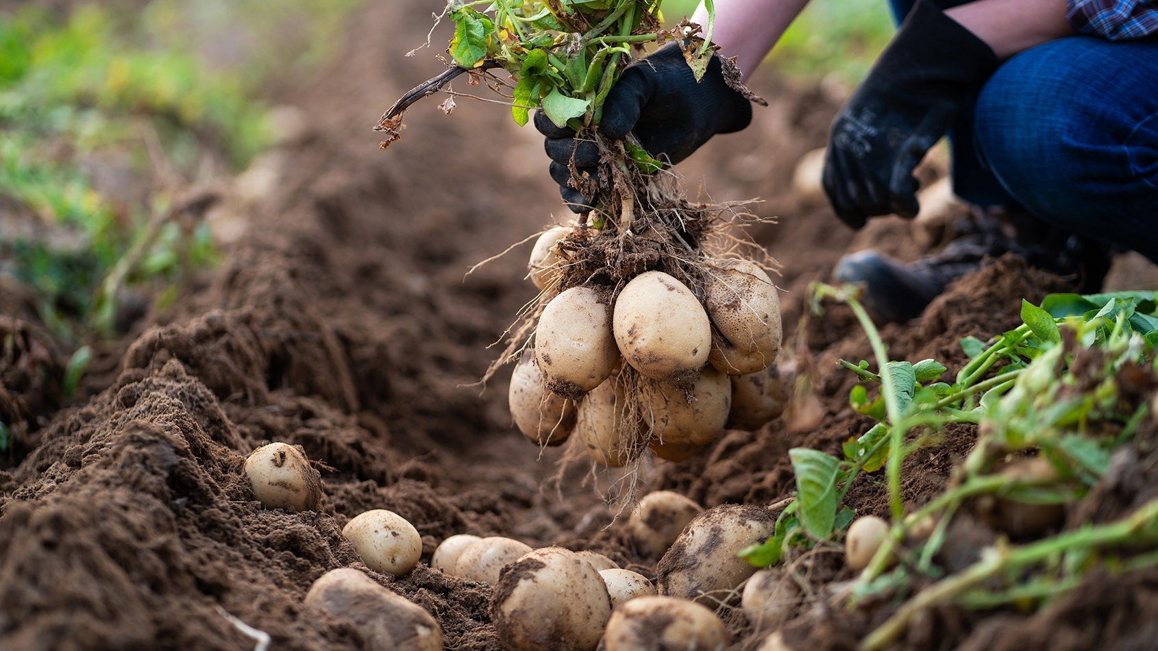 Teler met aardappelen op veld